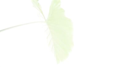 F C 2-P P V-2737605, 4 Bjs