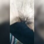 young wife hairy pussy fucked