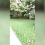 Black Alien Y Su Novia