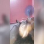 Gouthami reddy manthena milky boobs pressing Hard by husband’s friend secretly