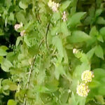 FuckMyIndianGF – Indian GF Sex Videos