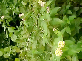 FuckMyIndianGF – Indian GF Sex Videos